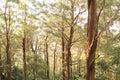 High Trees in Rain forest Royalty Free Stock Photo