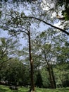 High Trees in roots to sky view