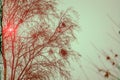 Crows nests in high trees Royalty Free Stock Photo