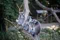 A group of Ring tailed lemur sitting high in the tree in the ZOO watching surroundings