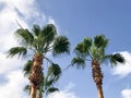 High tropical southern desert palms with large green leaves and strong strong trunks against the background of blue sky with white Royalty Free Stock Photo