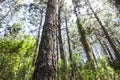 High trunk tree in the forest wood. Concept of love for nature and stop deforestation. Environment green ambient life. Future for Royalty Free Stock Photo