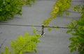 High up metal trellises made of interconnected stainless steel cables attached to the wall of the house grow and wrap the vine. c