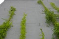 High up metal trellises made of interconnected stainless steel cables attached to the wall of the house grow and wrap the vine. c