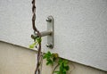 High up metal trellises made of interconnected stainless steel cables attached to the wall of the house grow and wrap the vine. c