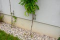 High up metal trellises made of interconnected stainless steel cables attached to the wall of the house grow and wrap the vine. c