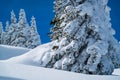Deep Powder Snow covers Pine Trees high in the Santa Fe Mountains