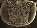 Bee. Head and eye. Electron microscope photo Royalty Free Stock Photo