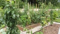 High vegetable beds with wooden sides and paths of pine bark and gravel. Growing tomatoes, cucumbers, peppers, cabbage on the