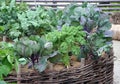 High vegetable garden beds