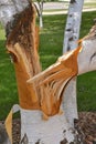 Split birch clump after a storm