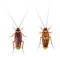 High view of a American cockroach, Periplaneta americana, isolated on white