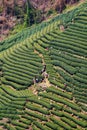 High view of Longjing tea fields Royalty Free Stock Photo