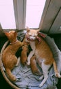 Orange cat family lay down together in bamboo basket, mother cat, cat sister, four new born kittens Royalty Free Stock Photo