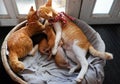 Orange cat family lay down together in bamboo basket, mother cat, cat sister, four new born kittens Royalty Free Stock Photo