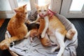 Orange cat family lay down together in bamboo basket, mother cat, cat sister, four new born kittens Royalty Free Stock Photo