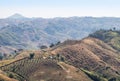 The hills of rainforest with deforestation for farming at Khao Kho, Phetchabun Province,Thailand