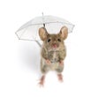 High view of a Wood mouse holding an umbrella Royalty Free Stock Photo