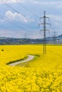 High-voltage electricity pylons in yellow oilseed field Royalty Free Stock Photo