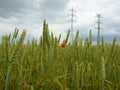 High voltage lines above the field of green wheat Royalty Free Stock Photo