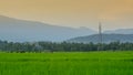 High voltage pole on green rice fields Royalty Free Stock Photo