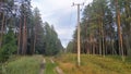 A high-voltage power line on concrete poles runs along a clearing in a pine forest next to a dirt road. The rays of the setting au Royalty Free Stock Photo