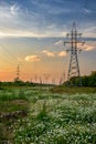 High voltage power line in flower meadow Royalty Free Stock Photo