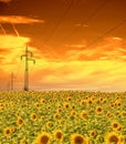 High-voltage power line masts in the field of sunflowers,sunset sky Royalty Free Stock Photo