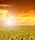 High-voltage power line masts in the field of sunflowers,sunset sky