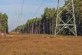 A high voltage power line running through a pine forest. Royalty Free Stock Photo