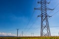 High voltage power lines on power pylons in a corn field Royalty Free Stock Photo