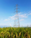 high-voltage power towers above the rice fields