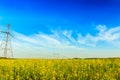 High voltage powerline in blooming rapeseed field