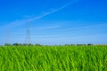 High voltage transmission pole in a bright green rice field Royalty Free Stock Photo