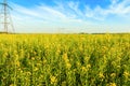 High voltage transmission towers in yellow field