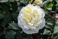 High Voltage White Rose Flower Royalty Free Stock Photo