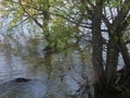 High water, flood on the river, flooded willow trees, a clear summer day, tree trunks in the water Royalty Free Stock Photo