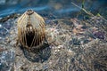 Caged pond overflow spillway cover with buildup Royalty Free Stock Photo