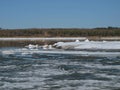 High water. River bank drift ice. Royalty Free Stock Photo