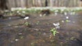 High water in spring forest, snowdrops flowers underwater after river flood, slow motion