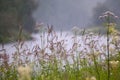 high wet grass on the background of the river in the rain Royalty Free Stock Photo