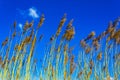 High wheat and rye barley with blue sky Germany Royalty Free Stock Photo