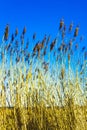 High wheat and rye barley with blue sky Germany Royalty Free Stock Photo