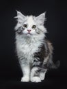 High white tortie Maine Coon girl kitten Royalty Free Stock Photo