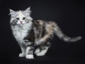 High white tortie Maine Coon girl kitten Royalty Free Stock Photo