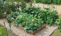 Vegetable beds with cabbages, cucumbers, tomatoes in a vegetable garden equipped according to the principle of organic farming.