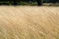 High yellow dry meadow grass on the sunny day background texture Royalty Free Stock Photo