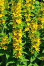 High yellow flowers Lysimachia punctata Garden Loosestrife Royalty Free Stock Photo