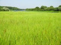 High yellow-green, light green grass on a flood meadow in the summer on a sunny day Royalty Free Stock Photo