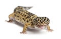 High yellow Leopard gecko, Eublepharis Royalty Free Stock Photo